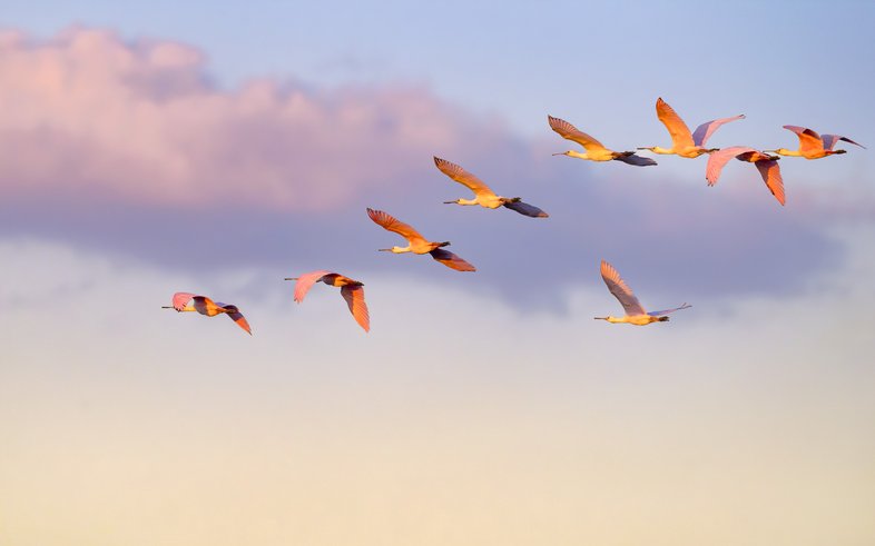 Roseatte Spoonbills flying with a cloud in the sky.