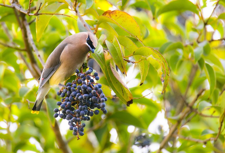 Cedar Waxwing next to berries in a tree.