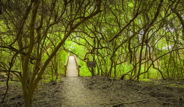 A trail running through the woods with a bridge.