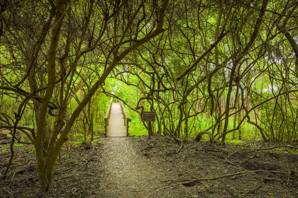 A trail running through the woods with a bridge.
