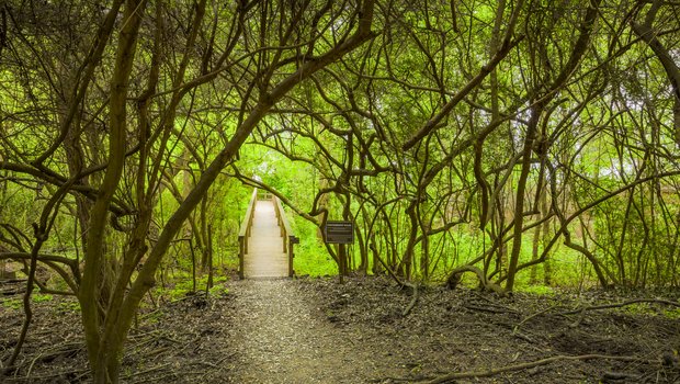 A trail running through the woods with a bridge.