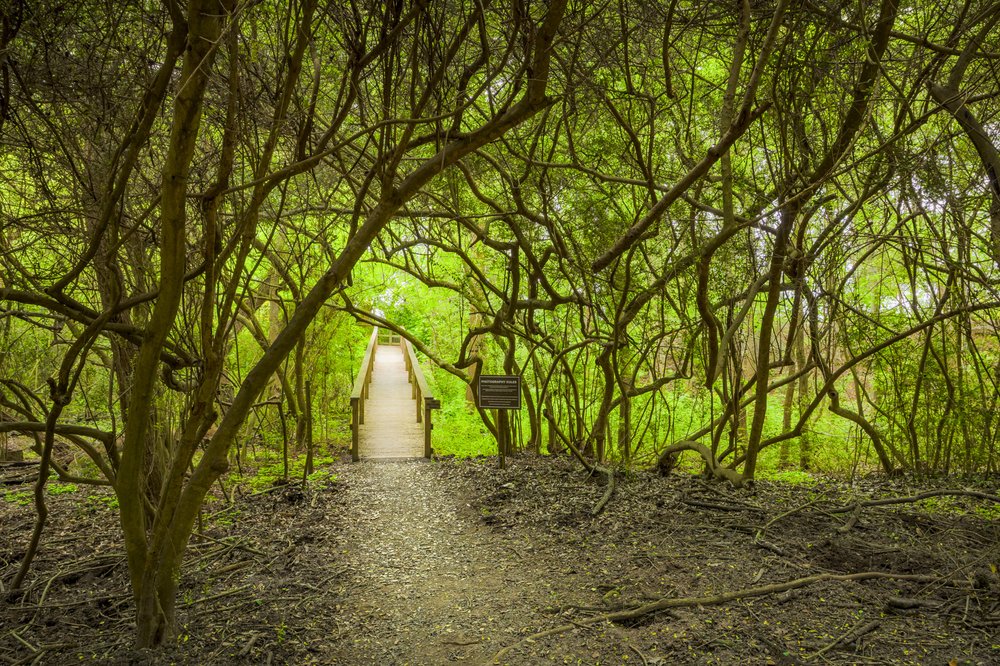 A trail running through the woods with a bridge.