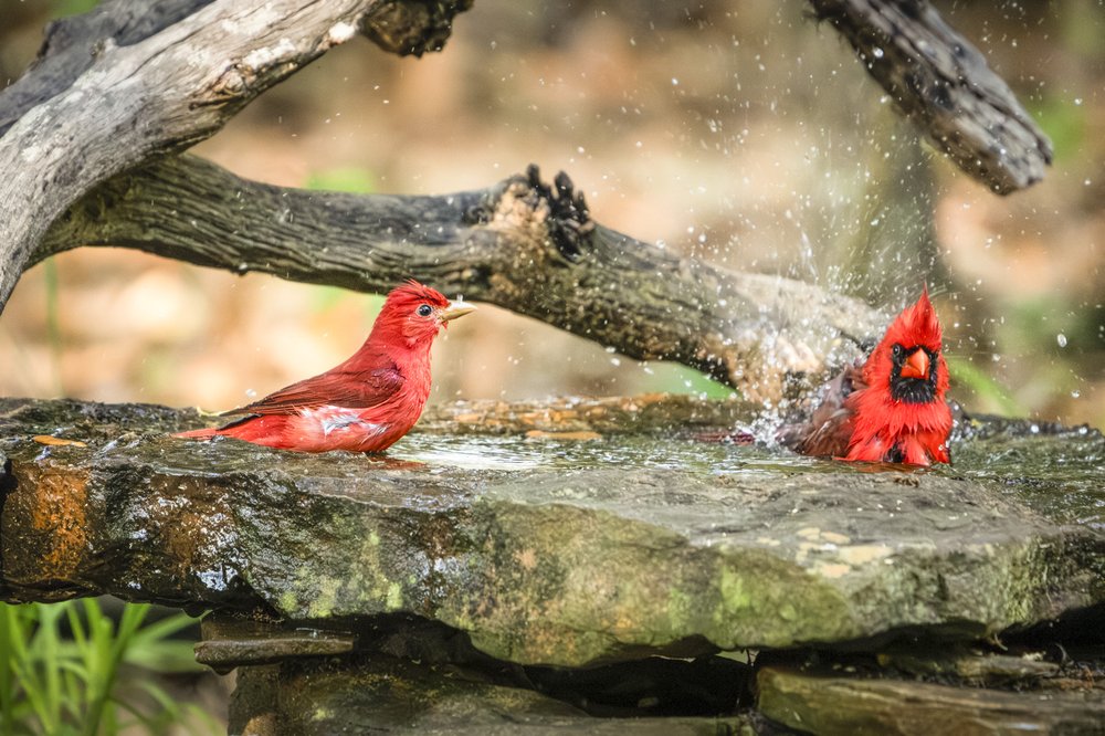 Summer Tanger and a Northern Cardinal sitting on a rock in a pool of water.