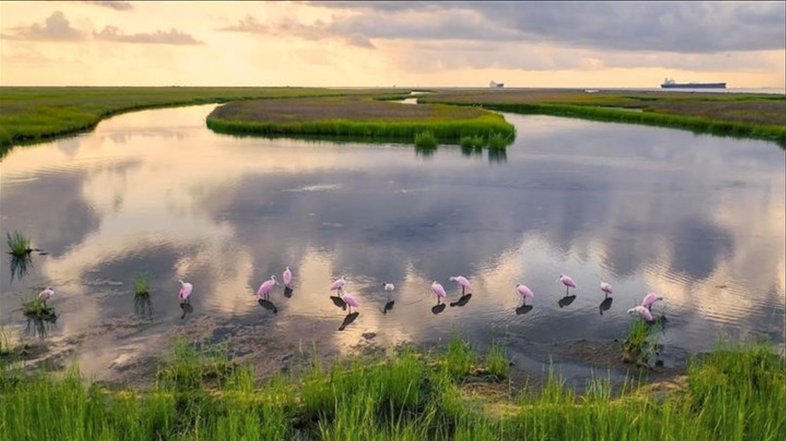 Birds standing foraging in water in a Harbor.