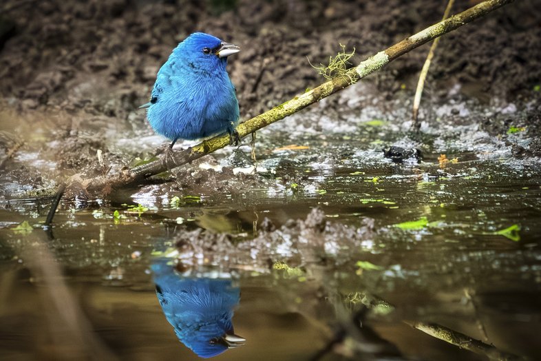 Indigo Bunting standing on a twig in the water.