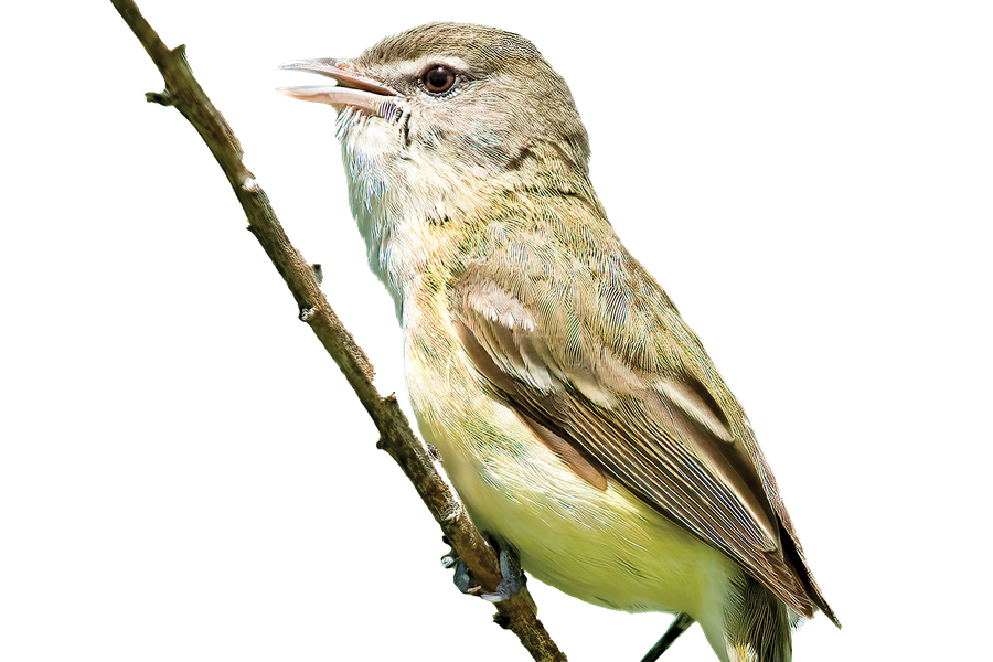 A Bell's Vireo on a twig.