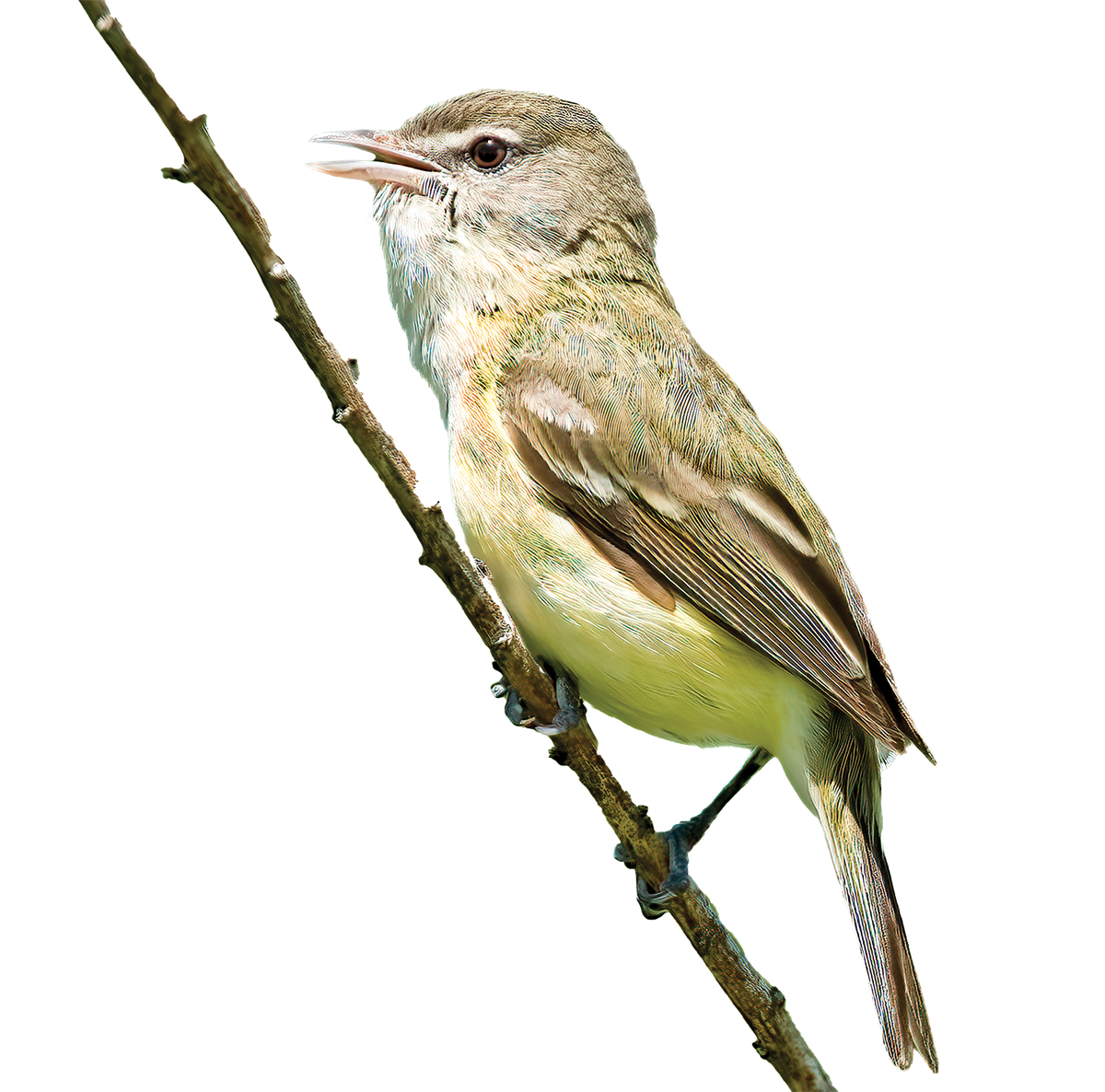 A Bell's Vireo on a twig.