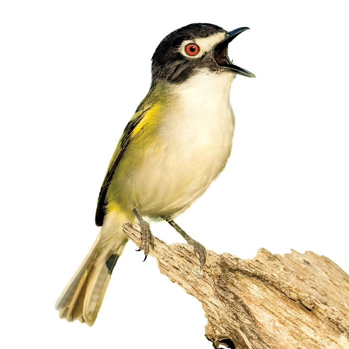 Black-capped vireo on a broken branch