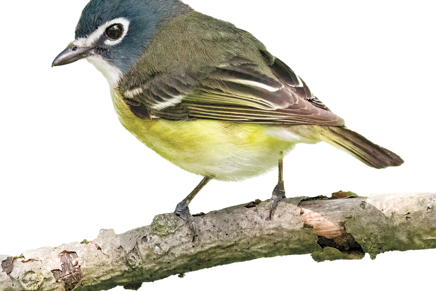 Blue-headed Vireo on a branch.