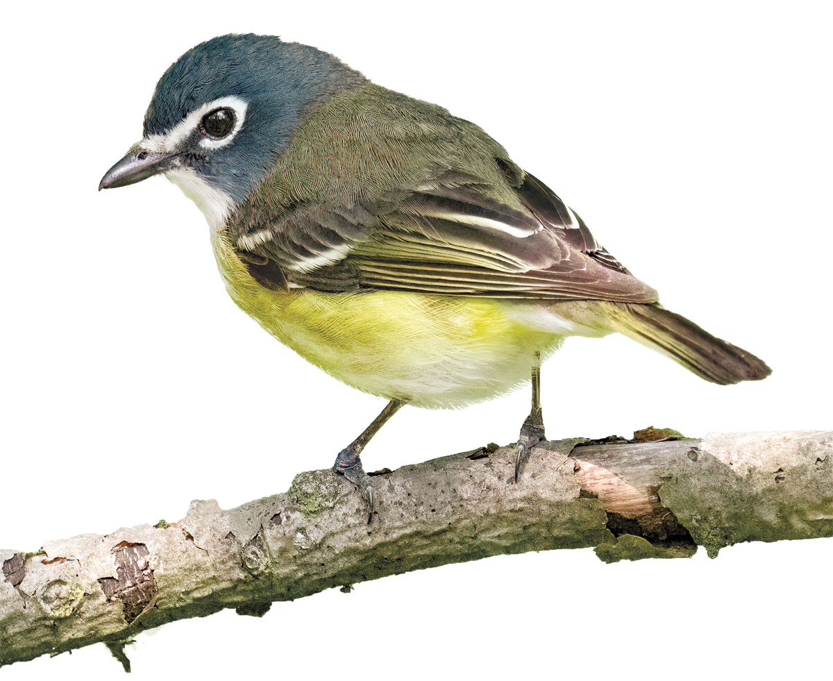 Blue-headed Vireo on a branch.