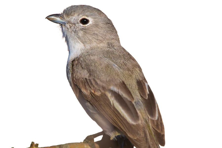 Gray Vireo on a twig.
