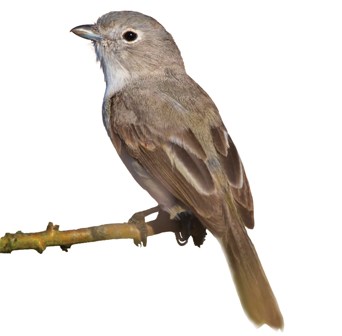 Gray Vireo on a twig.
