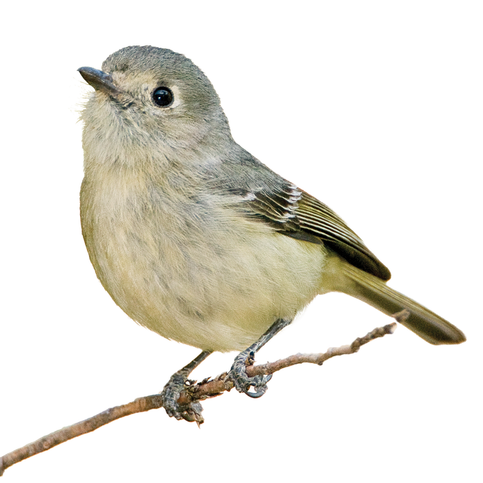 Huttons Vireo on a twig.