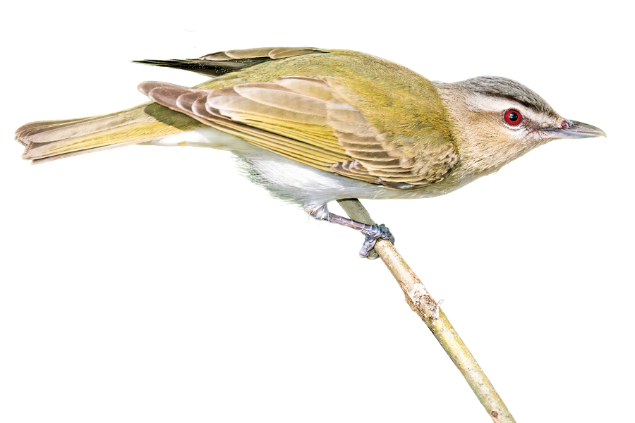 Red-eyed vireo on a twig.