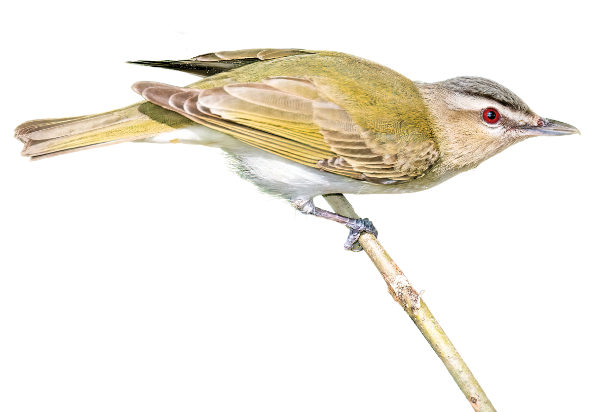 Red-eyed vireo on a twig.
