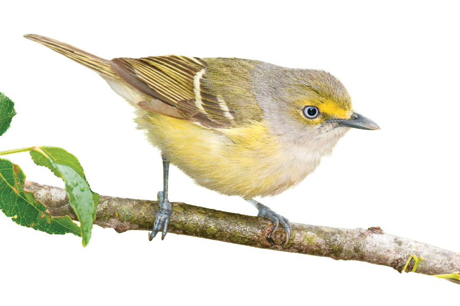 White-eyed vireo on a twig.