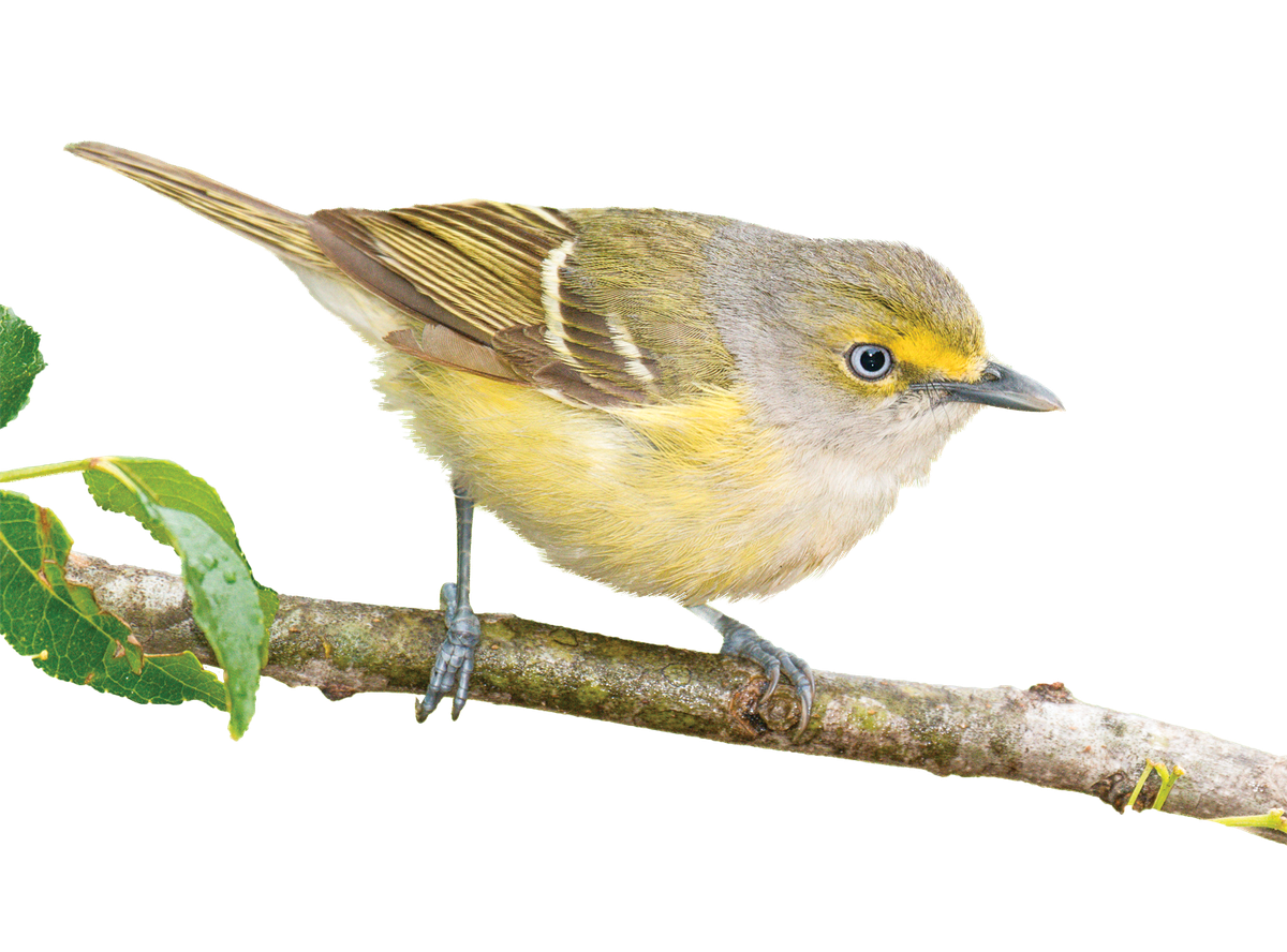 White-eyed vireo on a twig.