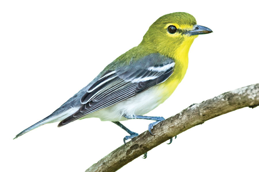 Yellow-throated Vireo on a twig.