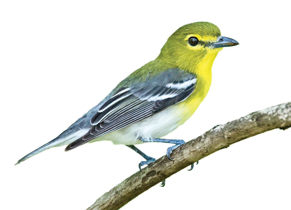 Yellow-throated Vireo on a twig.