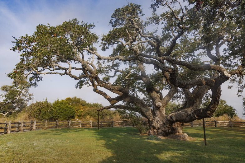 A large tree surrounded by a fence.