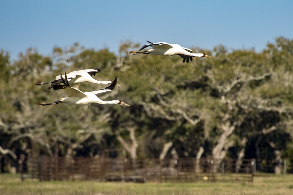 Large white birds flying with trees in the background.
