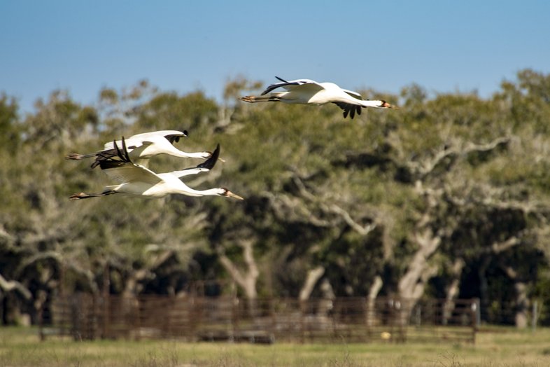 Large white birds flying with trees in the background.