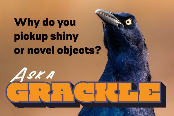 A grackle with the question, "Why do you pick up shiny or novel objects?"