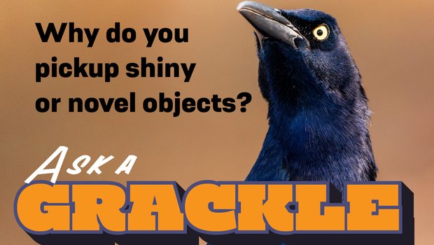 A grackle with the question, "Why do you pick up shiny or novel objects?"