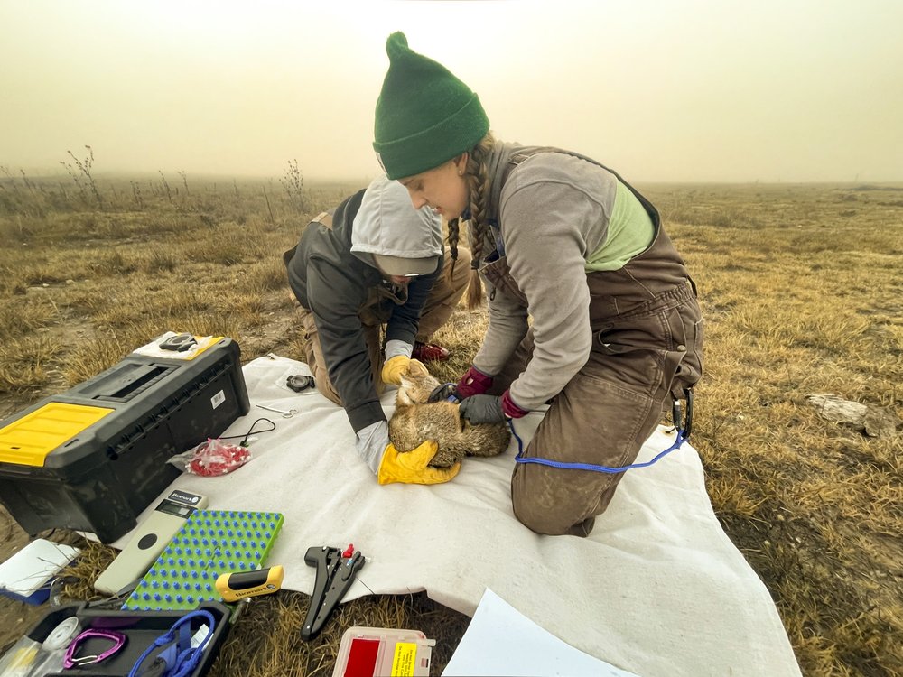 Scientist collection data from a captured swift fox.