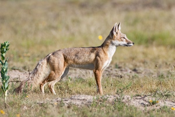 A swift fox standing in a field.
