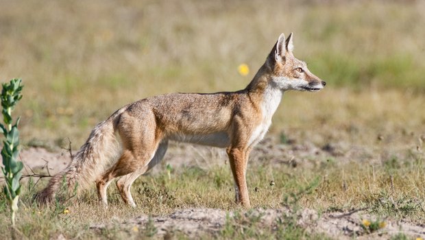 A swift fox standing in a field.