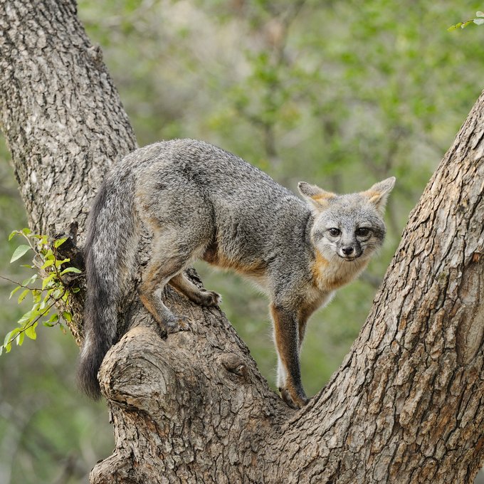 A gray fox in a tree.