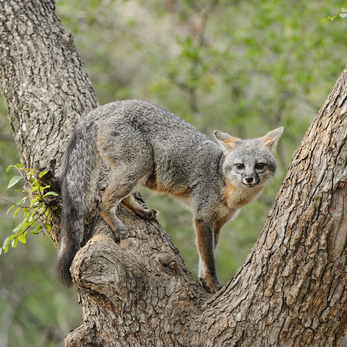 A gray fox in a tree.