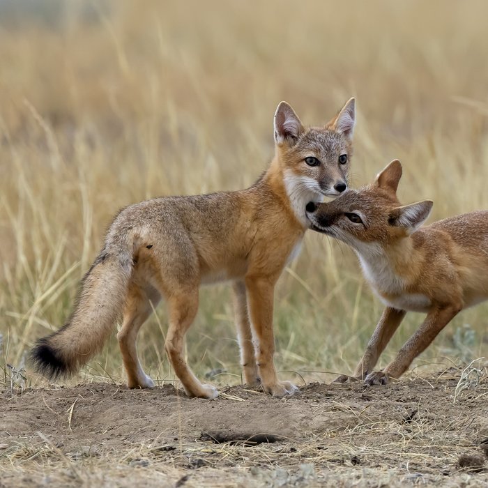 Two Kit foxes playing with tall grass behind them.