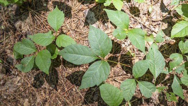Poison Ivey growing on the ground.