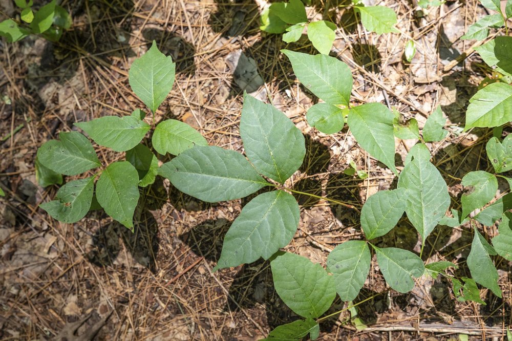 Poison Ivey growing on the ground.