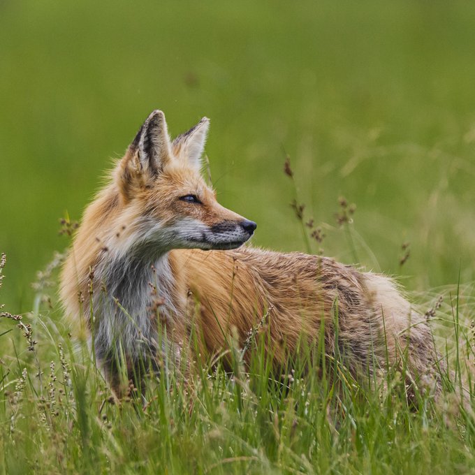 A red fox standing in a grassy field.