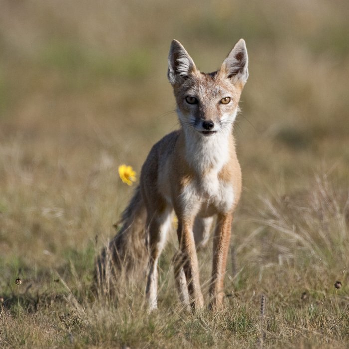 A swift fox standing in a field.