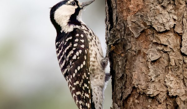 Red-Cockaded Woodpecker on a tree.