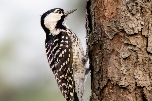 Red-Cockaded Woodpecker on a tree.