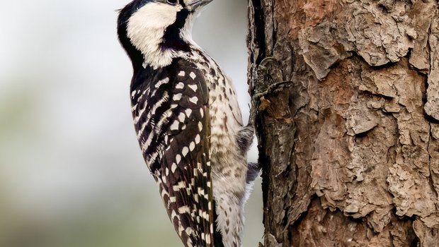 Red-Cockaded Woodpecker on a tree.