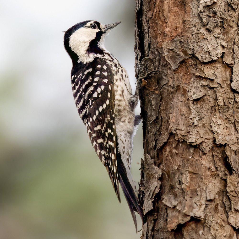 Red-Cockaded Woodpecker on a tree.