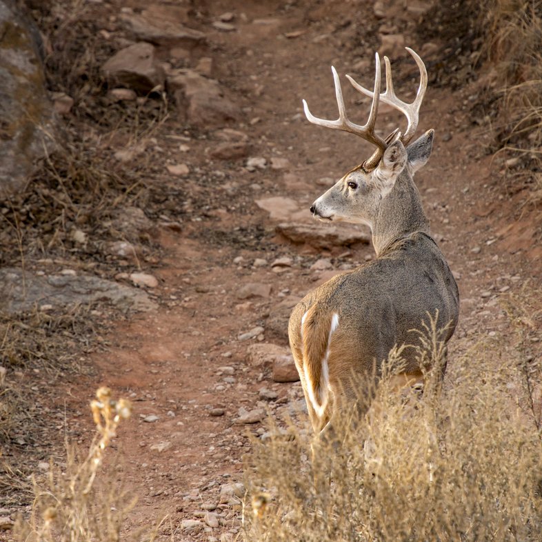 White-tailed deer on a rocky trail.
