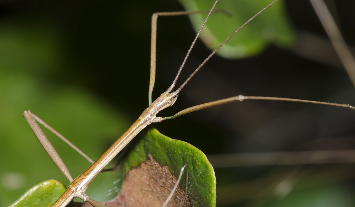 A stick bug climbing from leaf to leaf.