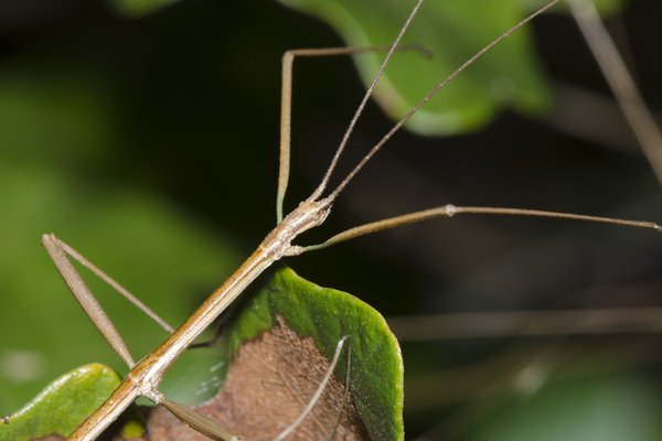 A stick bug climbing from leaf to leaf.