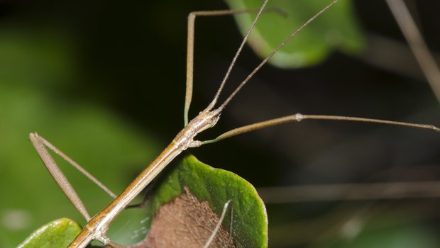 A stick bug climbing from leaf to leaf.