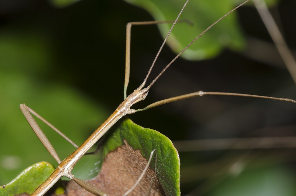 A stick bug climbing from leaf to leaf.