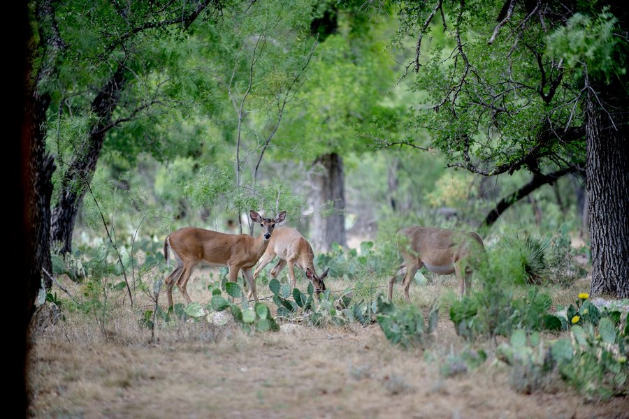 A deer stands in a clearing at South Llano River state park