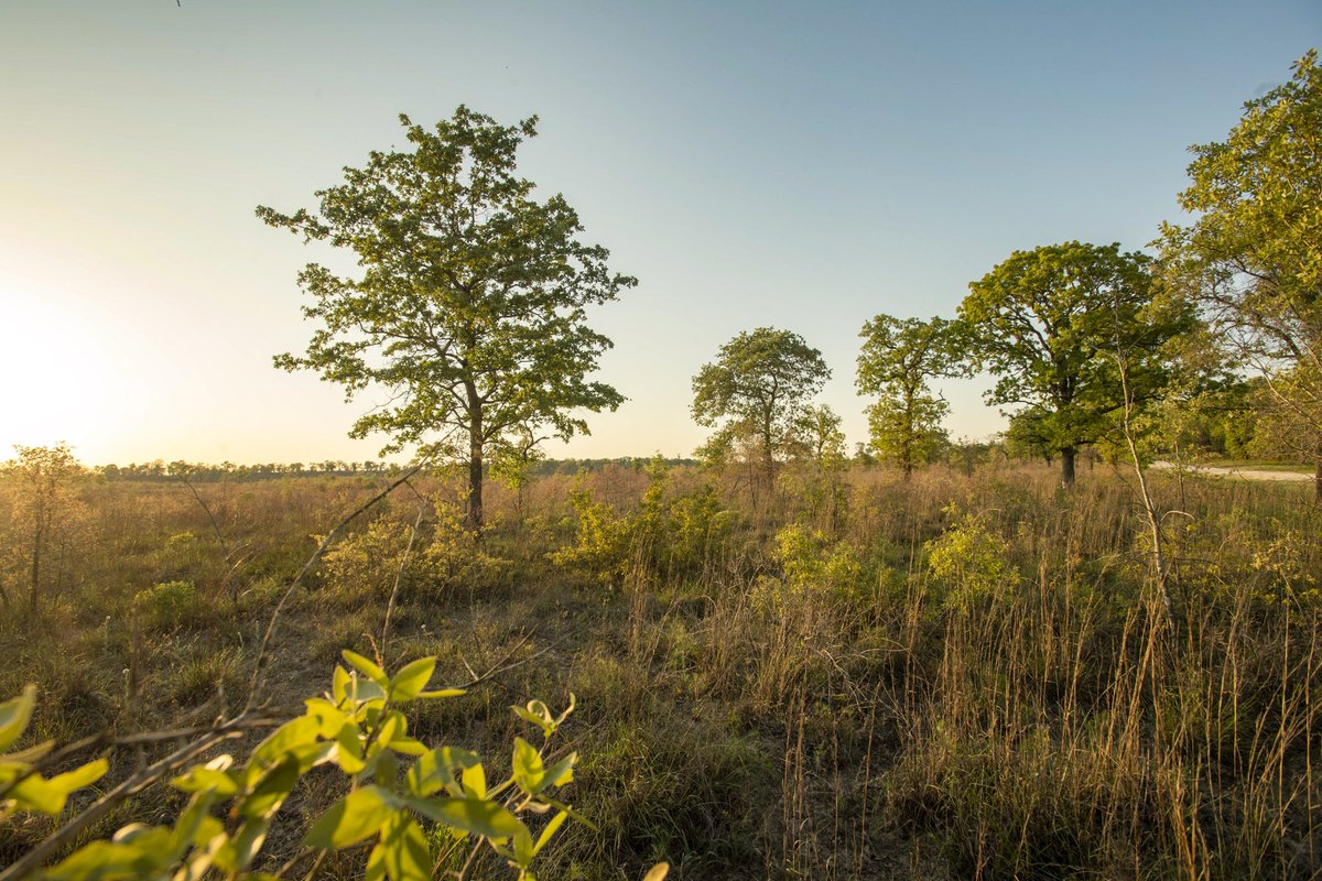 Post oak and native grasses growing in field next to roadside into Gus Engeling WMA