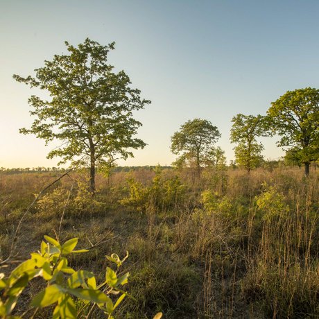 Post oak and native grasses growing in field next to roadside into Gus Engeling WMA